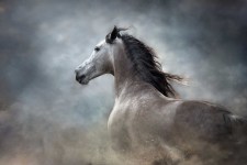 Fotobehang wit paard op donkere achtergrond_354765566